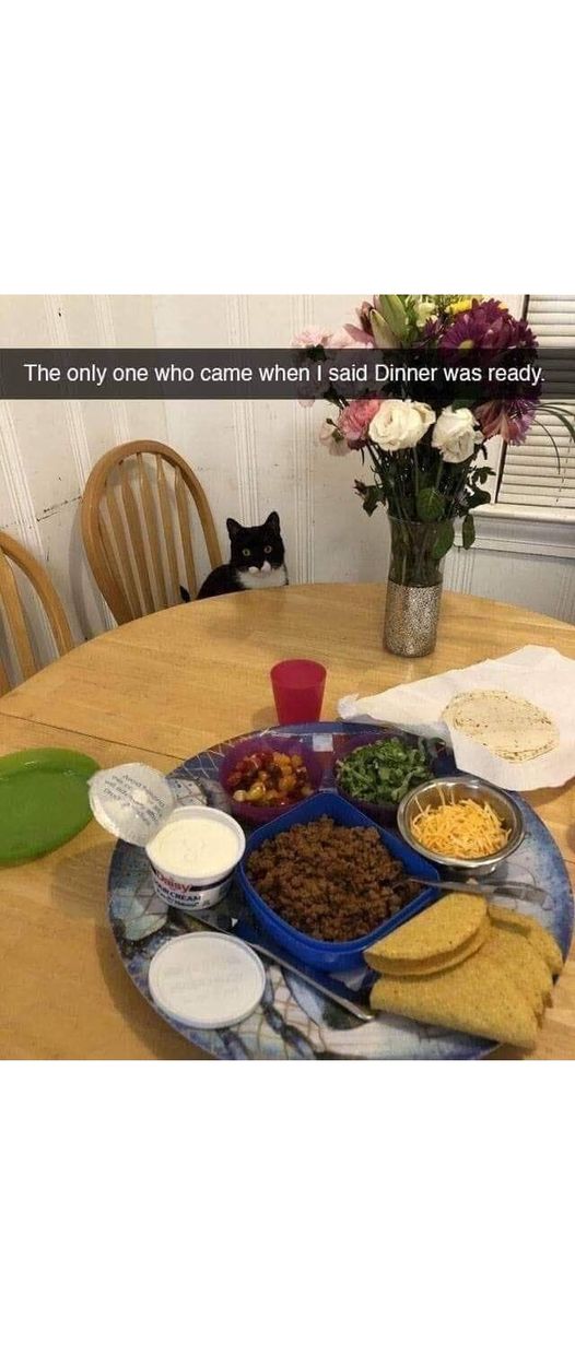 Cat dinner.jpg