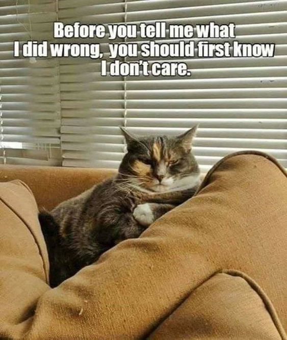 cat don't care.jpg