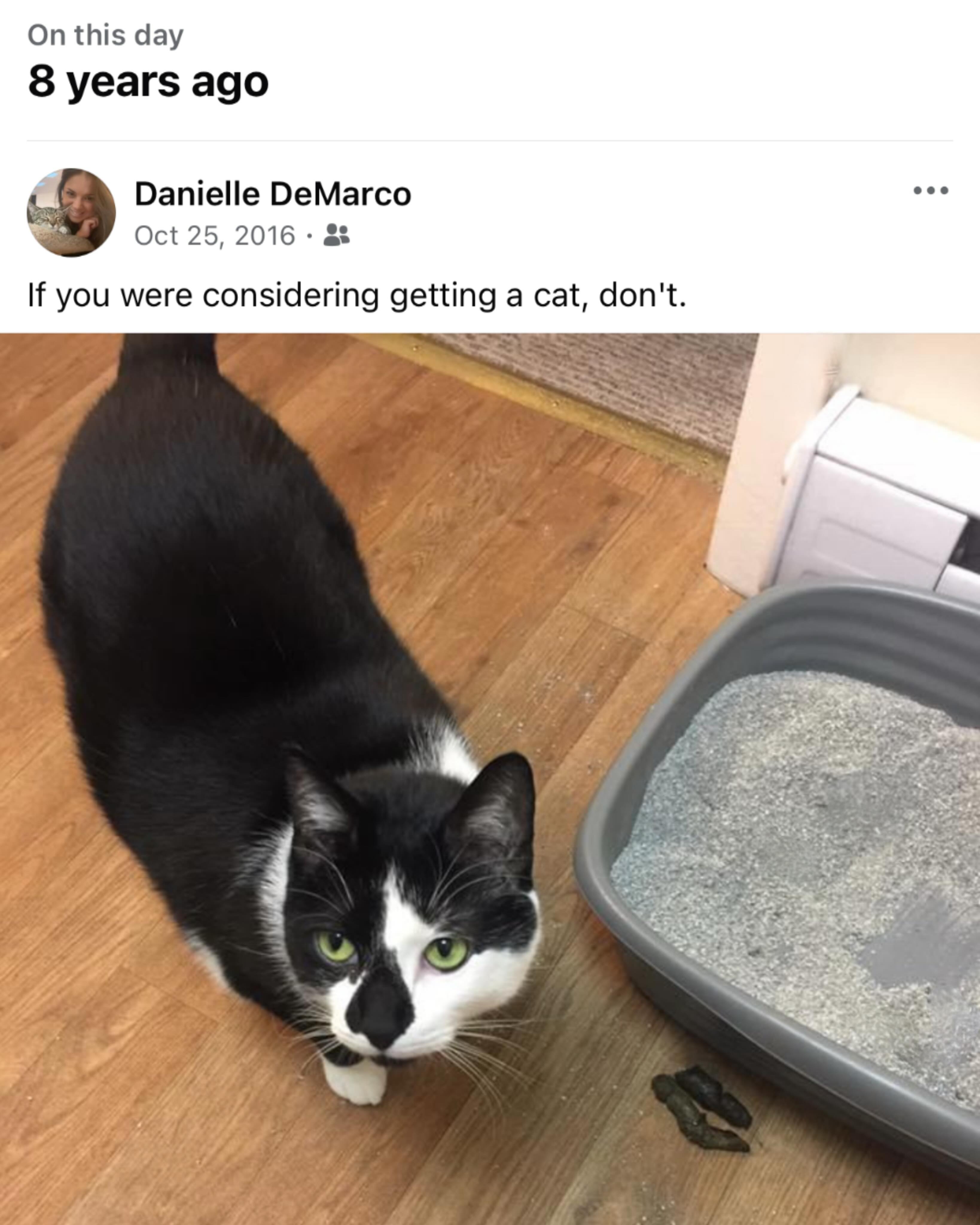 Cat don't.jpg