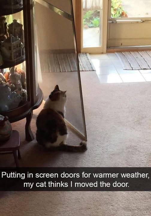 Cat door.jpg