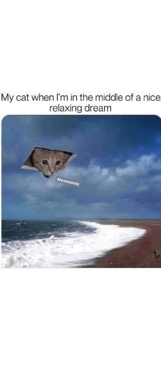 cat dream.jpg