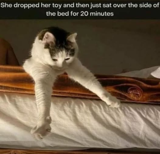 Cat dropped toy.jpg