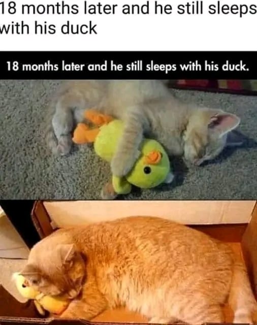 cat duck.jpg