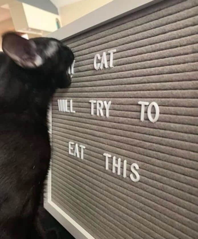 Cat eat.jpg