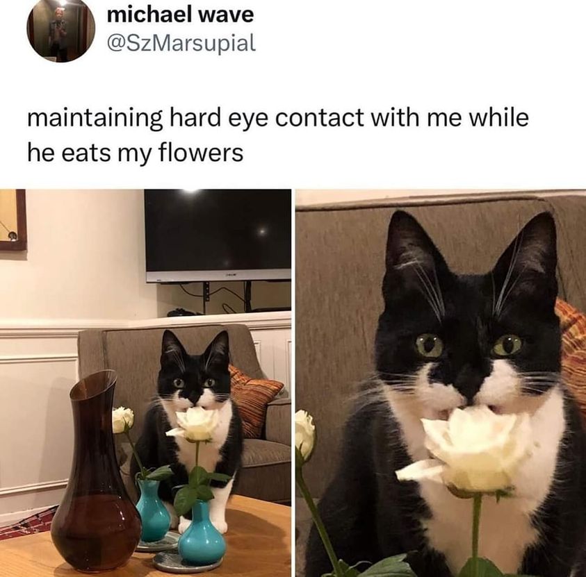 Cat eating flower.jpg