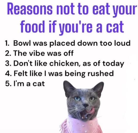 Cat eating.jpeg
