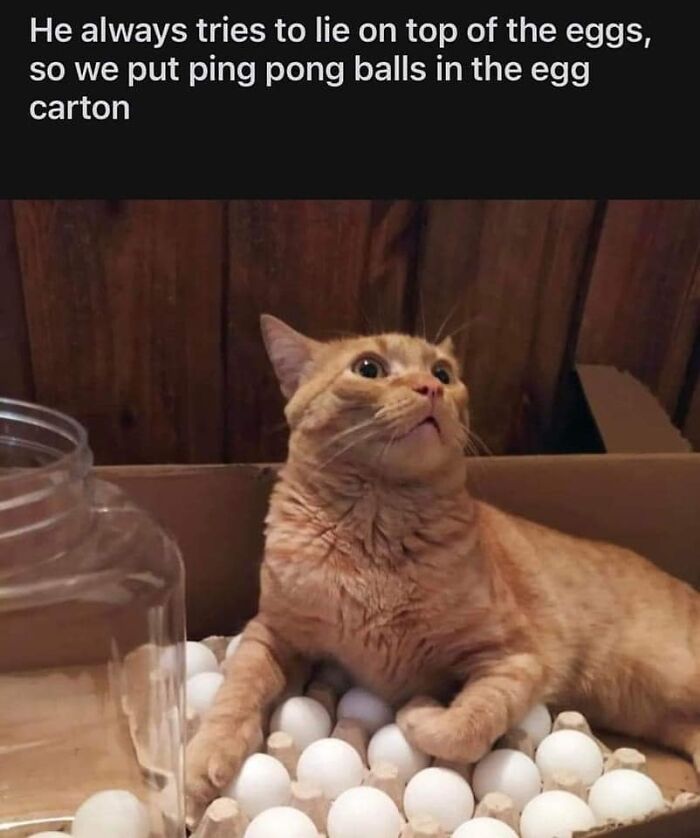 Cat eggs.jpg