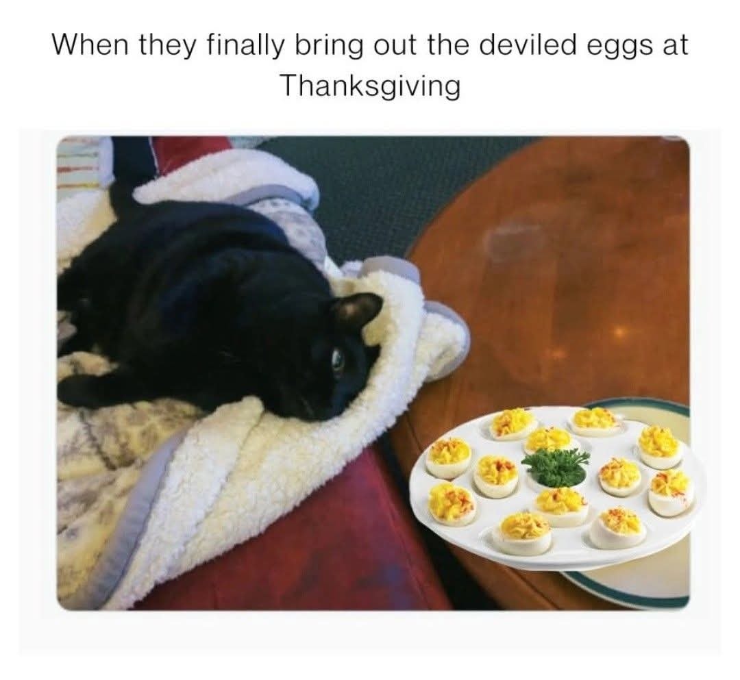 Cat eggs.jpg