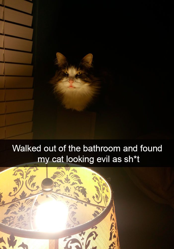 Cat evil.jpg