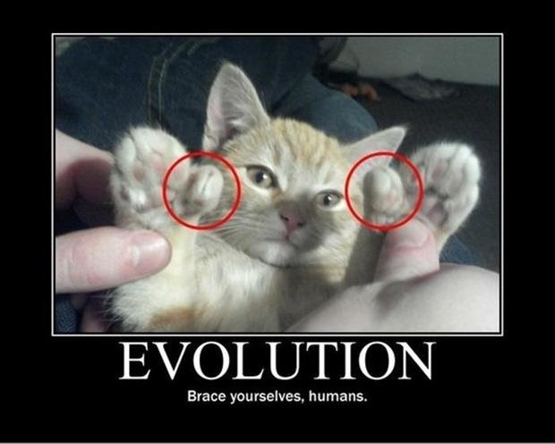 Cat evolution.jpg