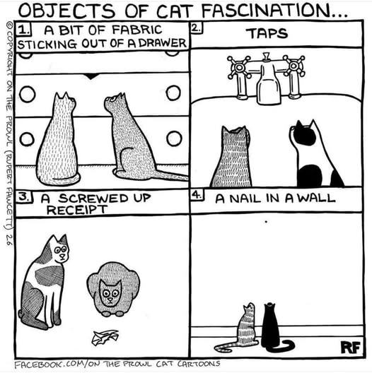 Cat fascination.jpg