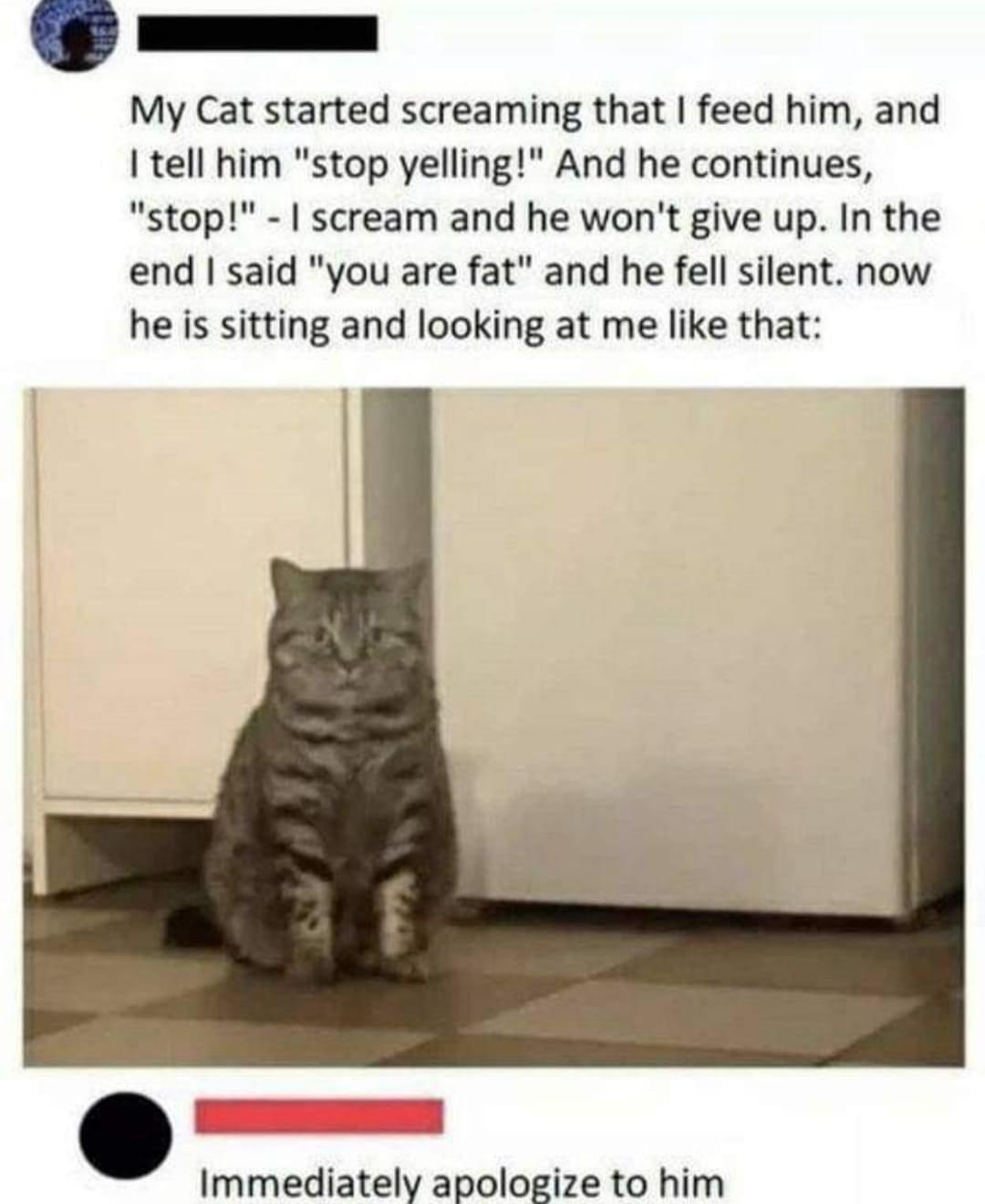 Cat fat.jpg