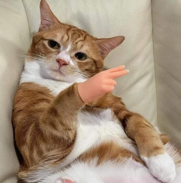 Cat fingers.jpg