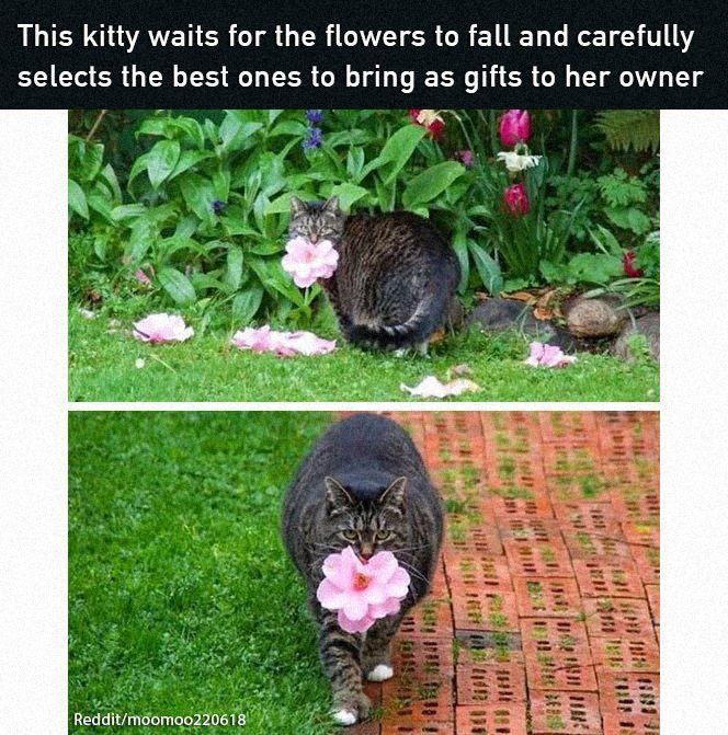 Cat flowers.jpg