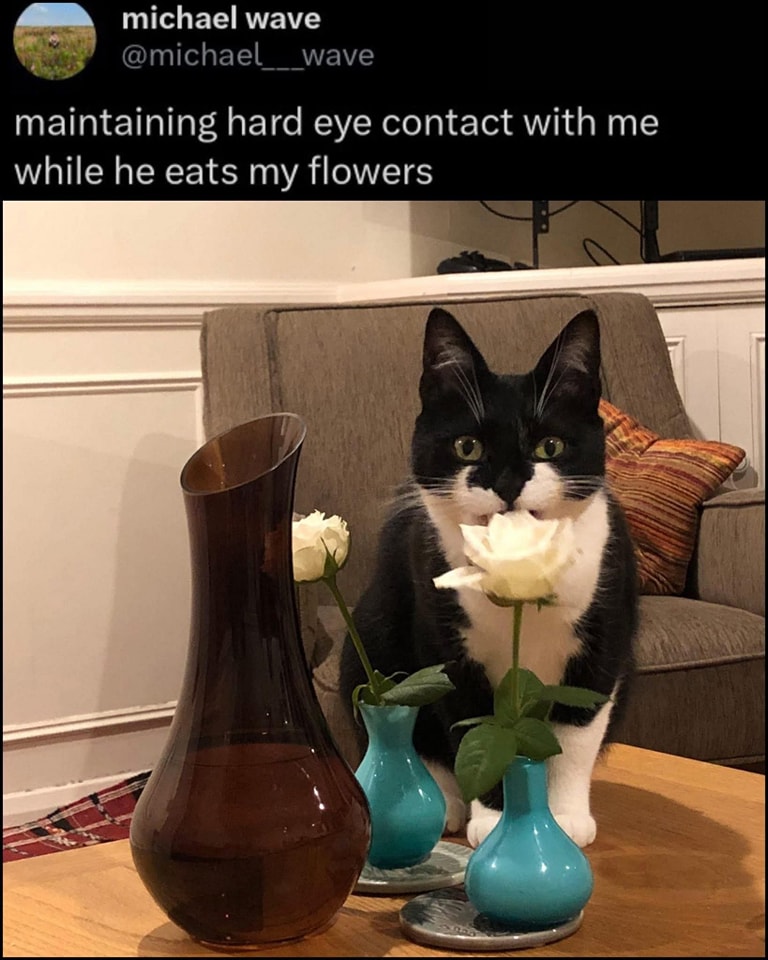 CAT FLOWERS.jpg