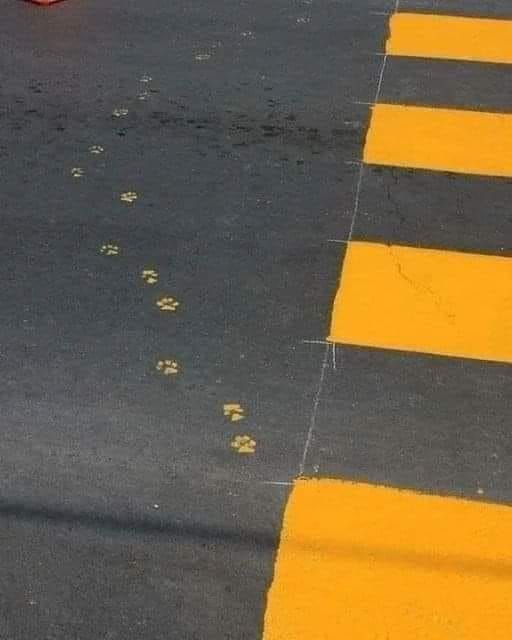 Cat footprints.jpg