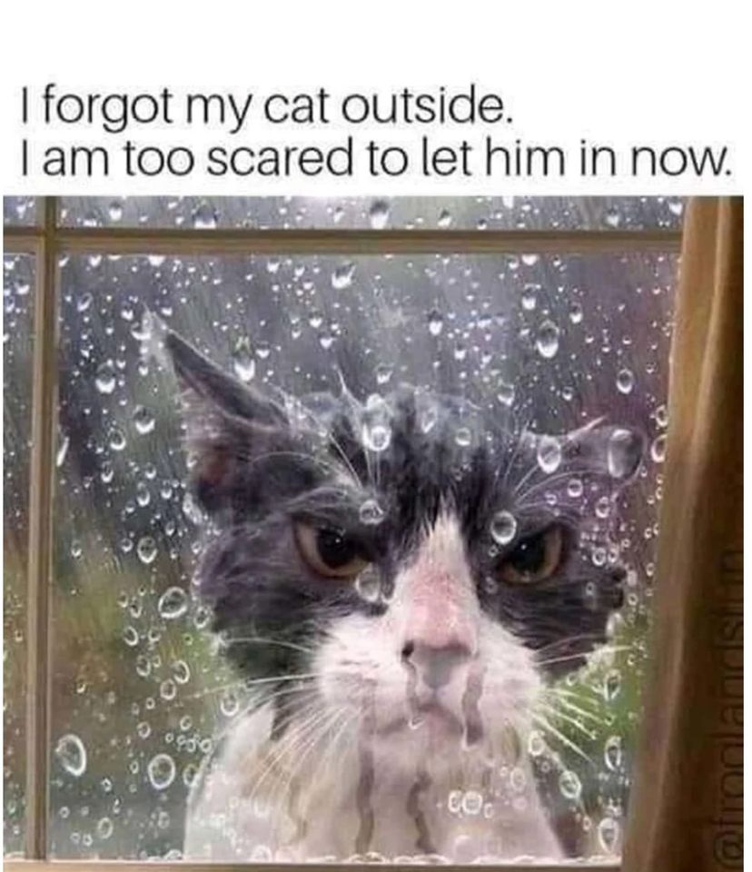 Cat forgot.jpg