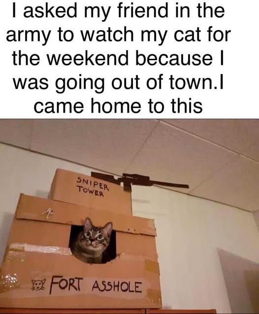 Cat fort.jpg