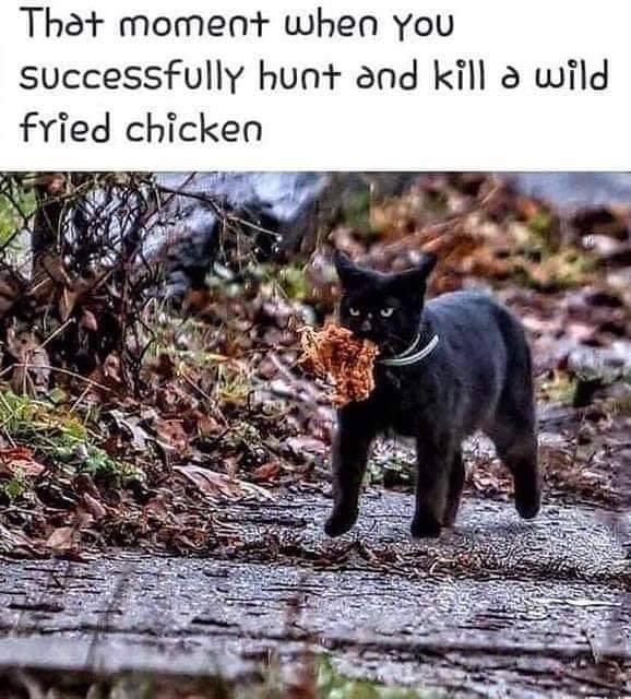 Cat fried chicken.jpg