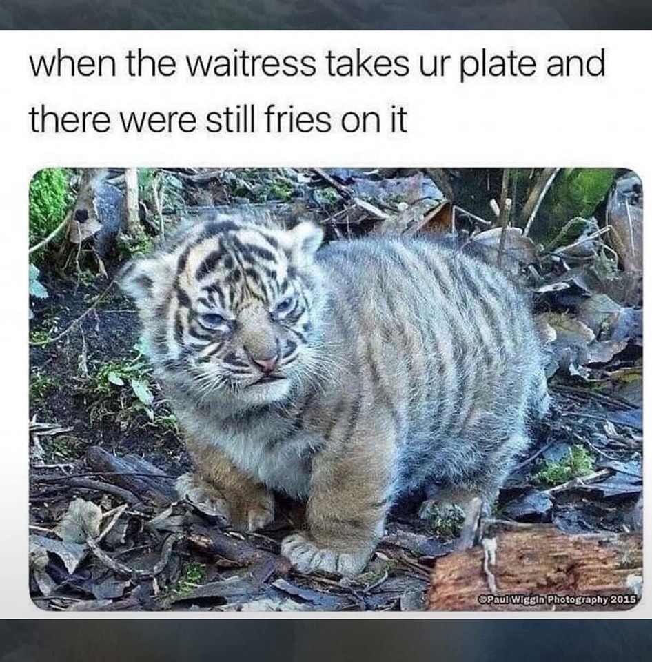 Cat fries.jpg