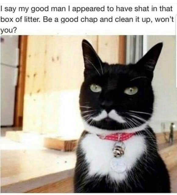 Cat good chap.jpg