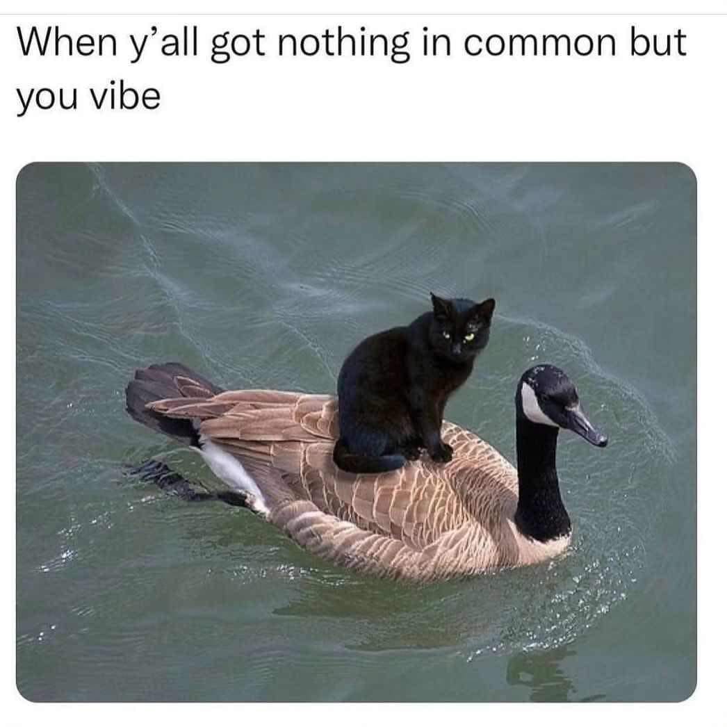 Cat goose.jpg