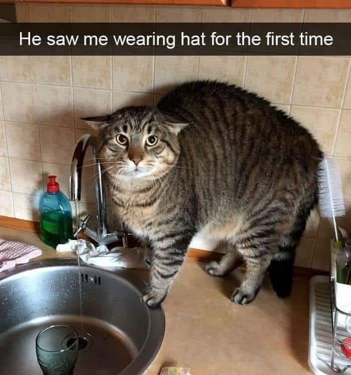 Cat hat.jpg