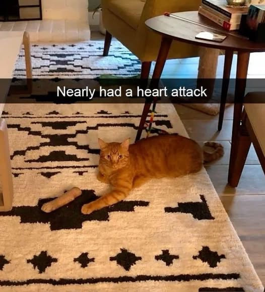 Cat heart attack.jpg