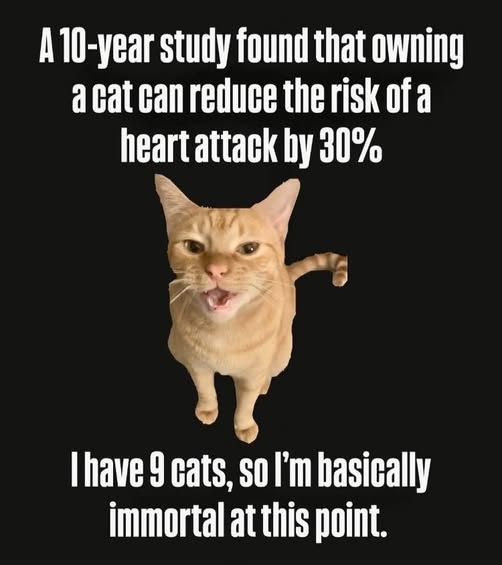 Cat heart attack.jpg