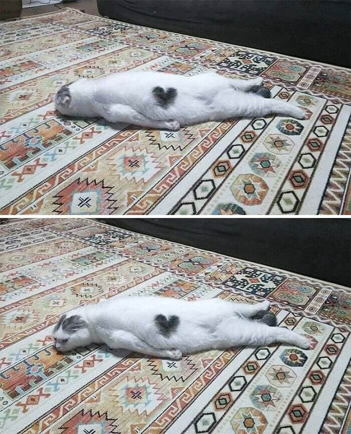 Cat heart.jpg