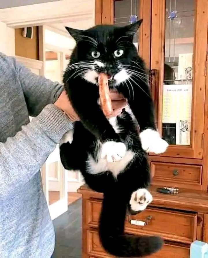 Cat hot dog.jpg