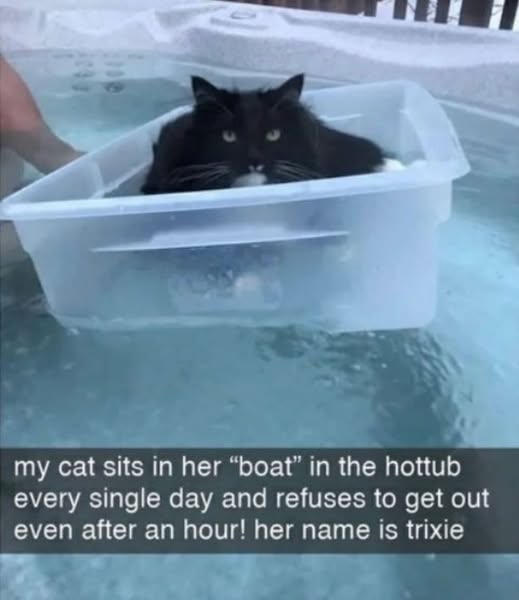 Cat hot tub.jpg