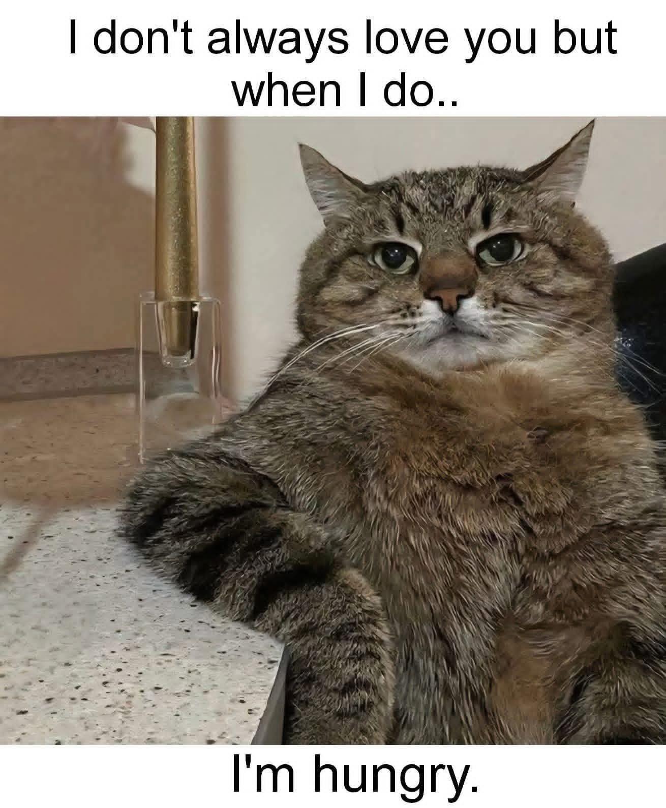 Cat hungry.jpg