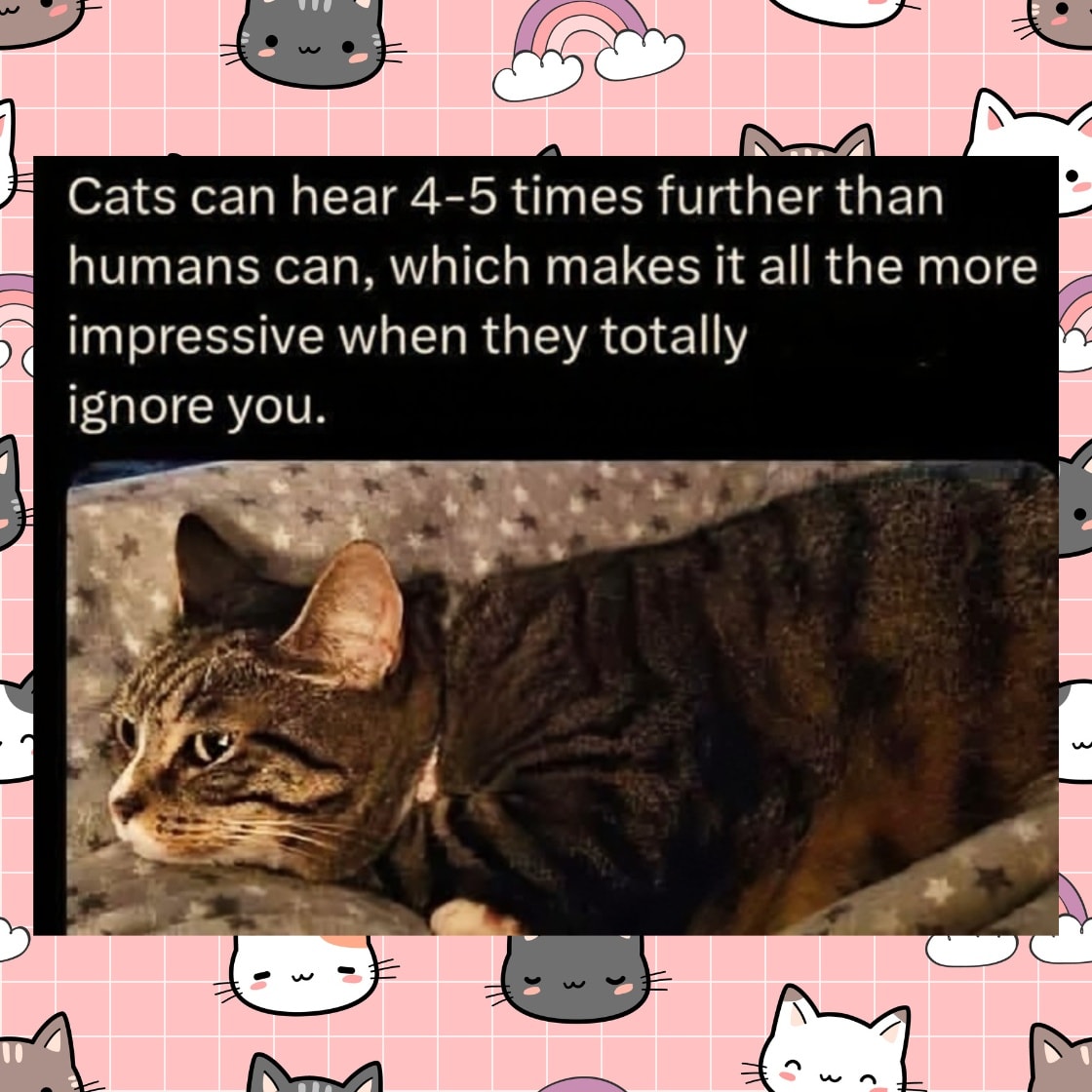 Cat ignore.jpg