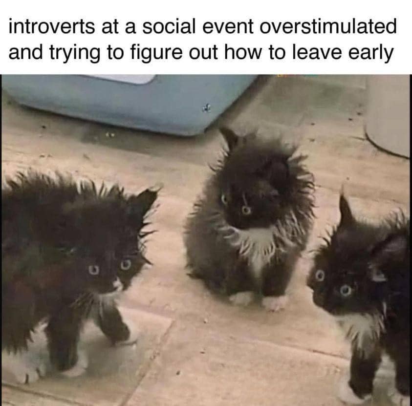 Cat introverts.jpg