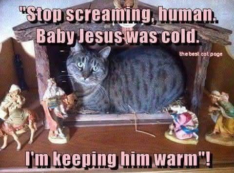 Cat Jesus.jpg