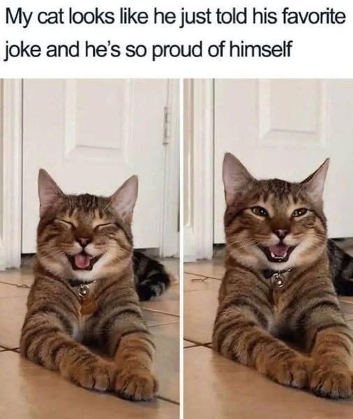 Cat joke.jpg