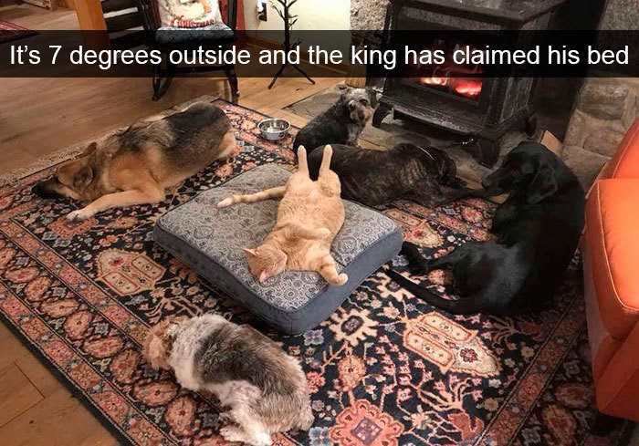 Cat king.jpg