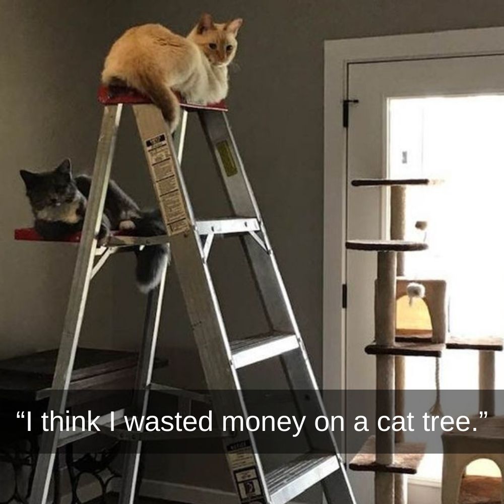 cat ladder.jpg