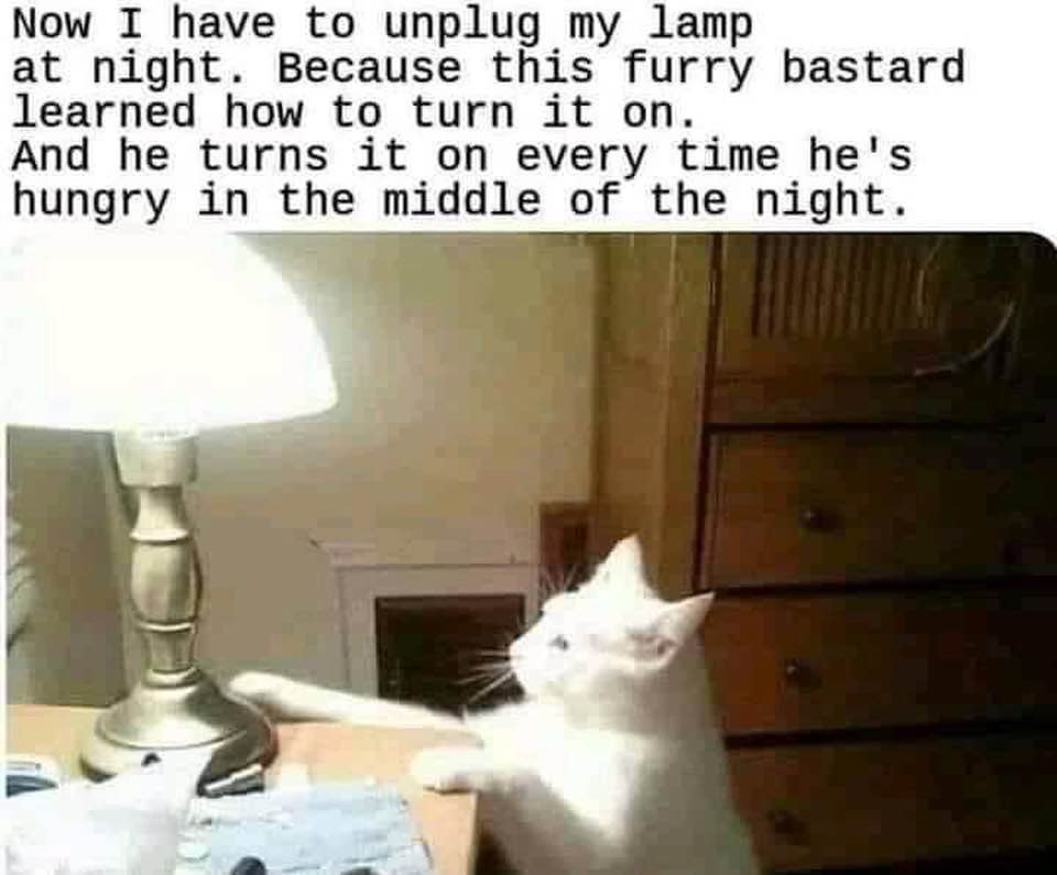 Cat lamp.jpg