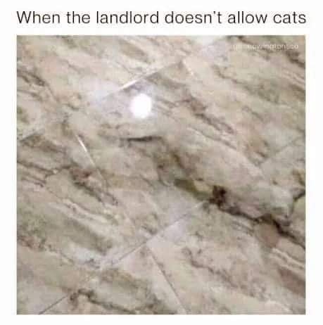 Cat landlord.jpg