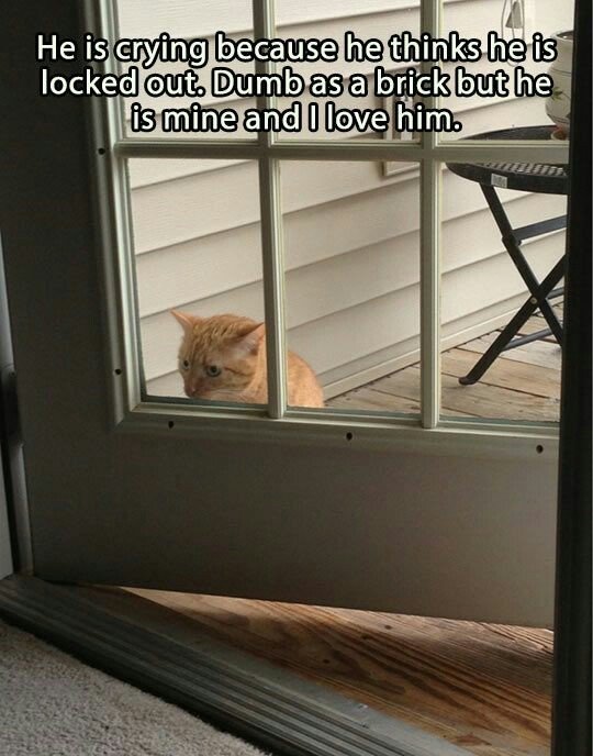 Cat locked out.jpg