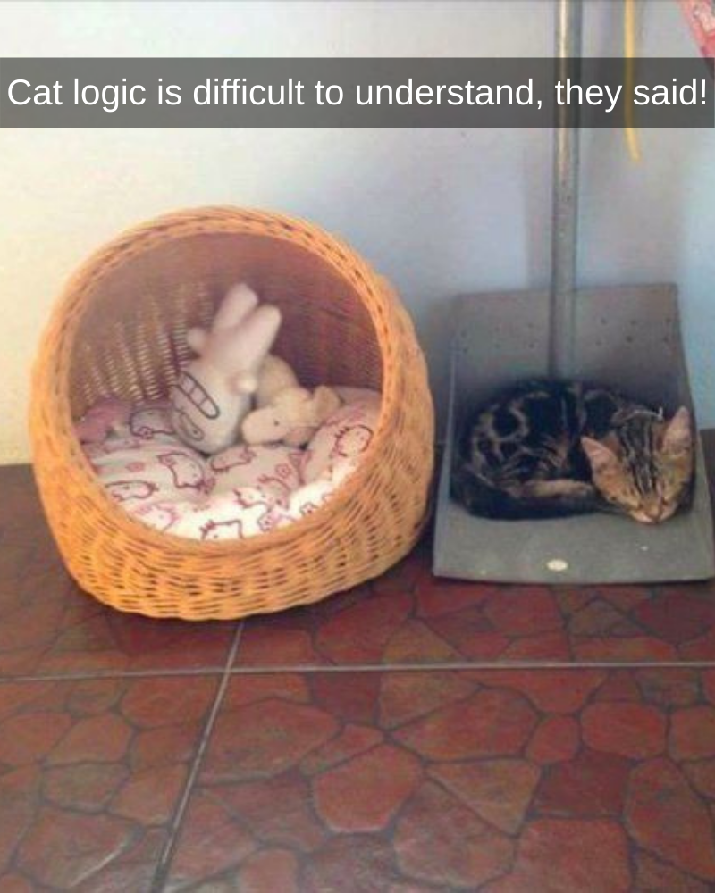 Cat-logic-is-beyond-all-understanding-2.png