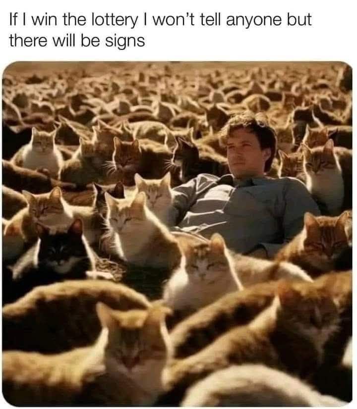 Cat lottery.jpg