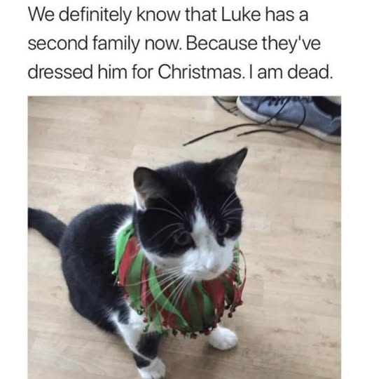 Cat luke.jpg