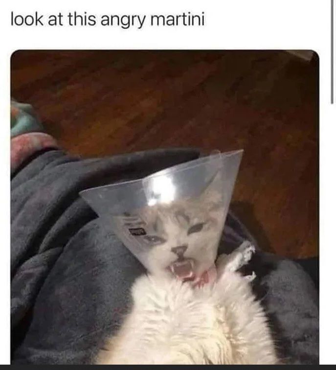 cat martini.jpg