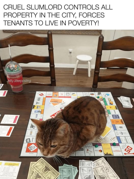 Cat monnopoly.jpg