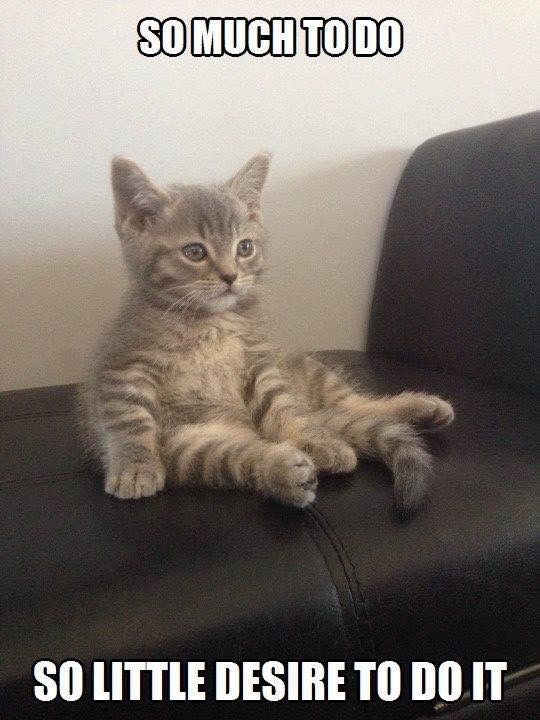 cat much to do.jpg