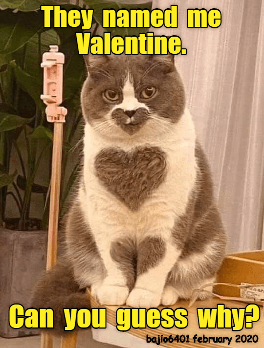 Cat named Valentine.png