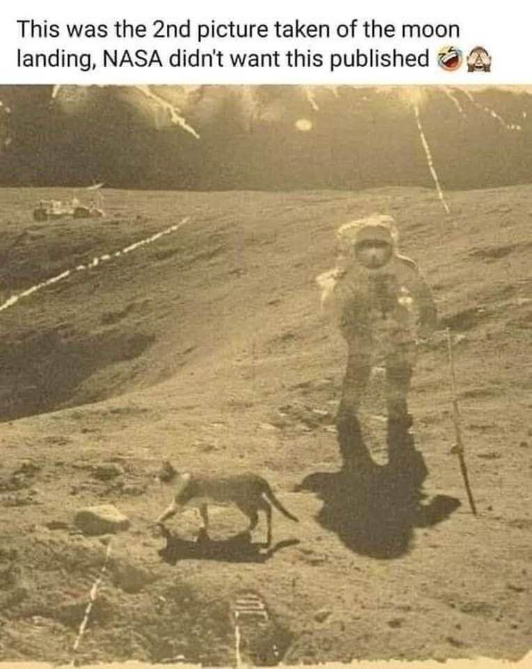 Cat NASA.jpg